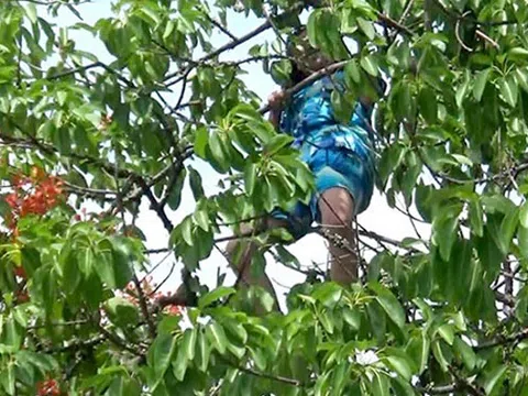 Nha Trang: Cô gái trèo lên ngọn cây nhảy nhót la hét, nghi ngáo đá